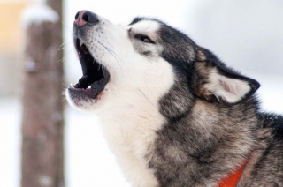 Illustration de l'article : 10 Huskies très communicatifs aimant parler à leurs propriétaires