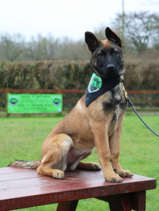 Illustration de l'article : Shinga, une chienne courageuse formée pour lutter contre le braconnage