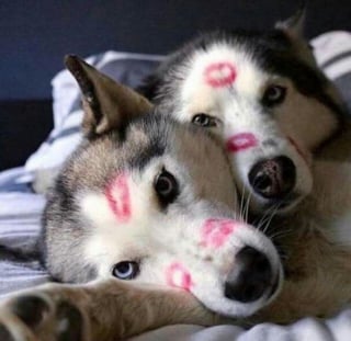 Illustration de l'article : 14 couples de Huskies filant le parfait amour
