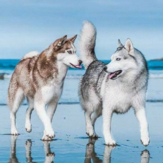 Illustration de l'article : 14 couples de Huskies filant le parfait amour