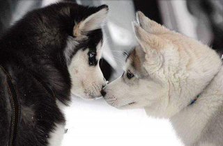 Illustration de l'article : 14 couples de Huskies filant le parfait amour