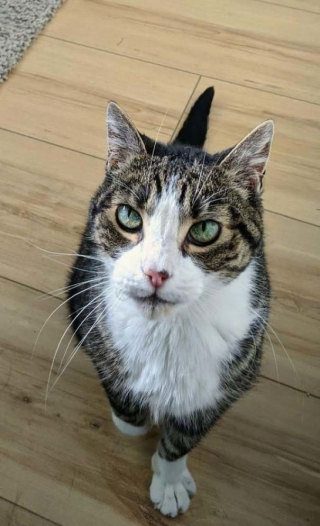 Illustration de l'article : 20 photos de chats seniors qui ont beaucoup d'amour à donner
