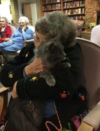 Illustration de l'article : 20 photos de chats seniors qui ont beaucoup d'amour à donner