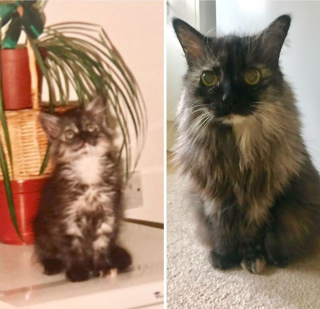Illustration de l'article : 20 photos de chats seniors qui ont beaucoup d'amour à donner