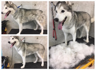 Illustration de l'article : 12 Huskies Sibériens avant et après le toilettage