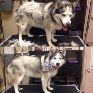 Illustration de l'article : 12 Huskies Sibériens avant et après le toilettage