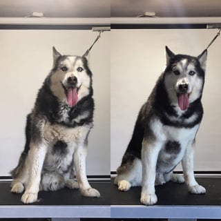 Illustration de l'article : 12 Huskies Sibériens avant et après le toilettage