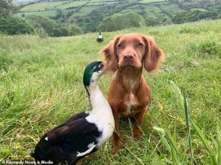 Illustration de l'article : L'adorable vidéo d'une chienne et d'un canard devenus les meilleurs amis du monde