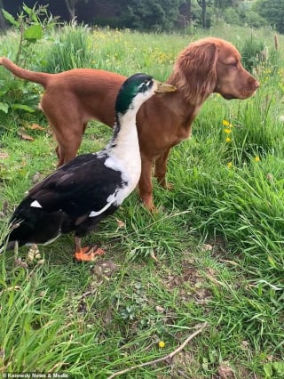 Illustration de l'article : L'adorable vidéo d'une chienne et d'un canard devenus les meilleurs amis du monde