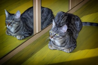 Illustration de l'article : Une femme amusée filme son chat grognant contre son reflet dans le miroir (vidéo)