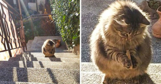 Illustration de l'article : 20 photos prouvant que les chats sont les êtres les plus mignons sur Terre