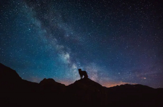 Illustration de l'article : 11 photos de chiens prises dans les plus beaux endroits du monde