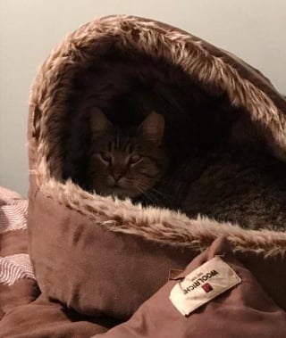 Illustration de l'article : Un adolescent choqué de voir un chat éjecté hors d'une camionnette, lui vient en aide