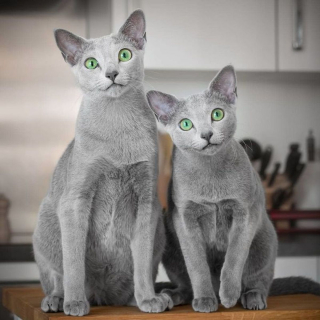 Illustration de l'article : 12 photos de chattes aux yeux d'une beauté renversante