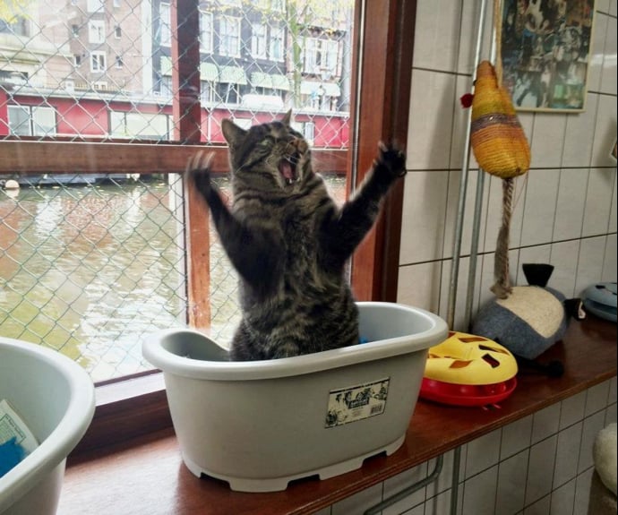 Chat Qui Dort La Tête Contre Le Coussin Ces 20 chats méritent un Oscar pour leur jeu d'acteur