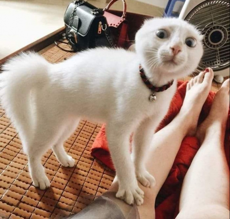 Chat Qui Dort La Tête Contre Le Coussin Ces 20 chats méritent un Oscar pour leur jeu d'acteur