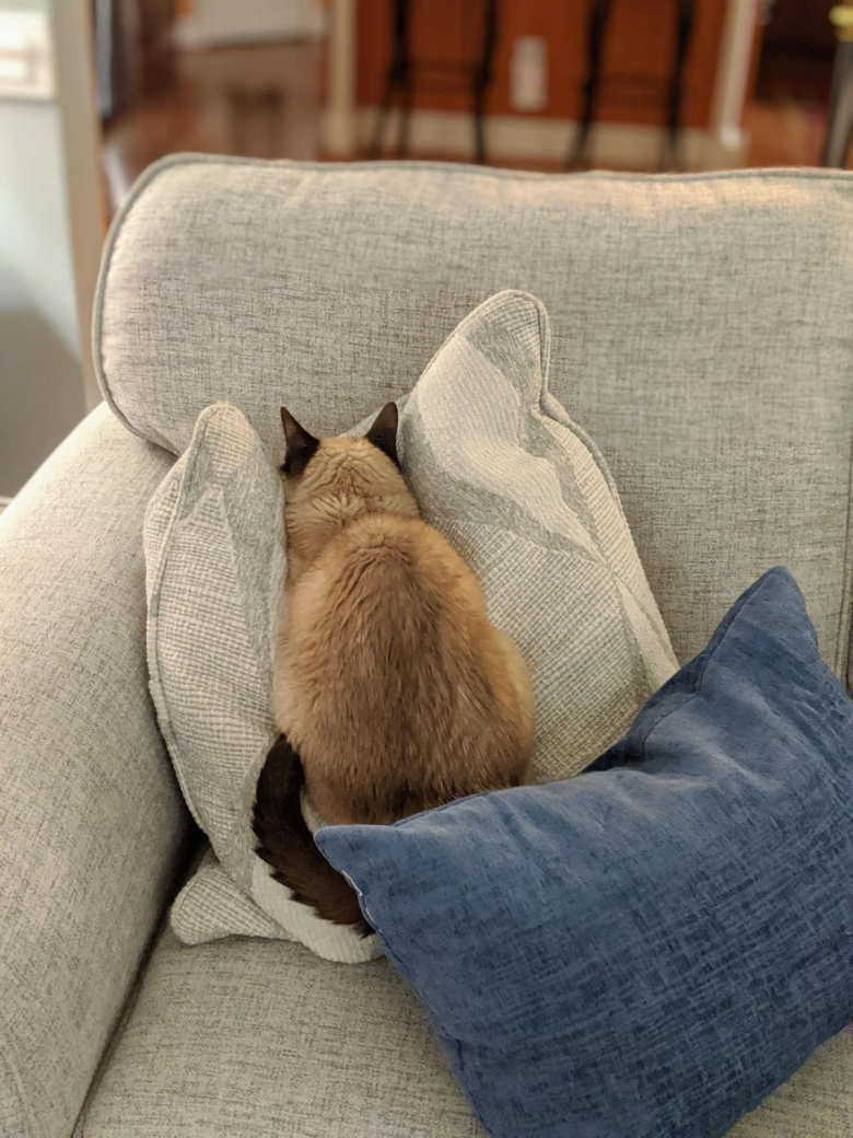 Chat Qui Dort La Tête Contre Le Coussin Ces 20 chats méritent un Oscar pour leur jeu d'acteur