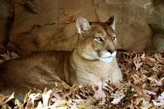 Illustration de l'article : Un chauffeur croit apercevoir un gros chat, mais s'aperçoit qu'il s'agit d'un puma !