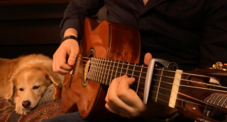 Illustration de l'article : L'attendrissant hommage d'un guitariste à sa plus grande fan, une femelle Golden Retriever (vidéo)