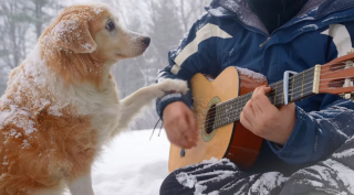 Illustration de l'article : L'attendrissant hommage d'un guitariste à sa plus grande fan, une femelle Golden Retriever (vidéo)