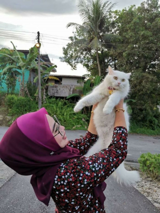 Illustration de l'article : 13 photos révélant la belle évolution d'un chat trouvé malade et blessé