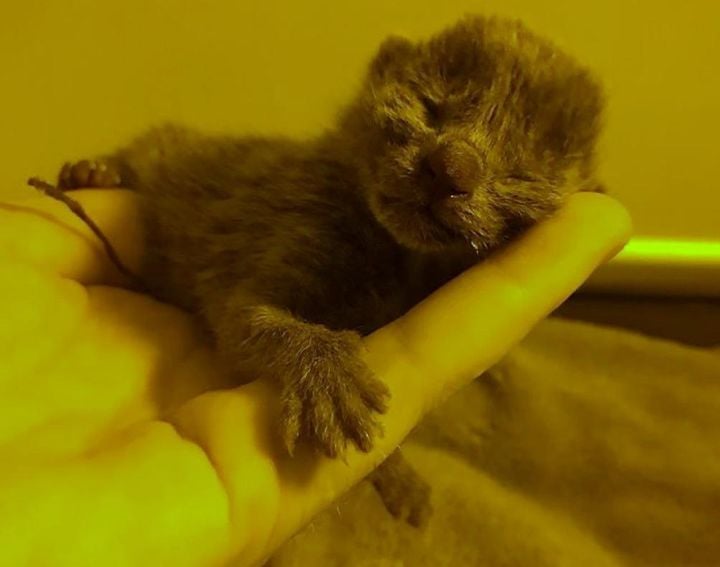 Illustration de l'article : Un chaton de 48 heures abandonné dans un pot de fleurs a tout tenté pour survivre