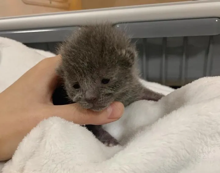 Illustration de l'article : Un chaton de 48 heures abandonné dans un pot de fleurs a tout tenté pour survivre