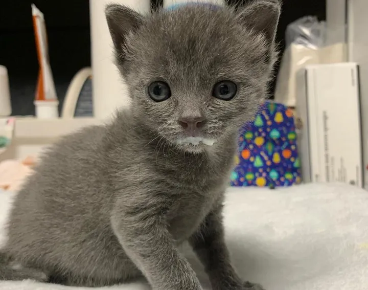 Illustration de l'article : Un chaton de 48 heures abandonné dans un pot de fleurs a tout tenté pour survivre