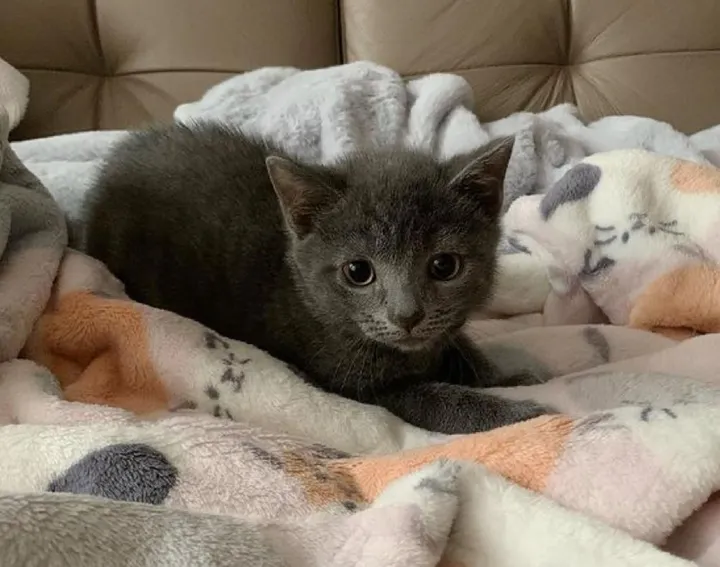 Illustration de l'article : Un chaton de 48 heures abandonné dans un pot de fleurs a tout tenté pour survivre