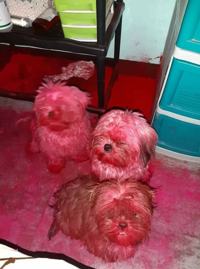 Illustration de l'article : 20 chiens et chats pris sur le fait de la plus grosse bêtise de leur vie