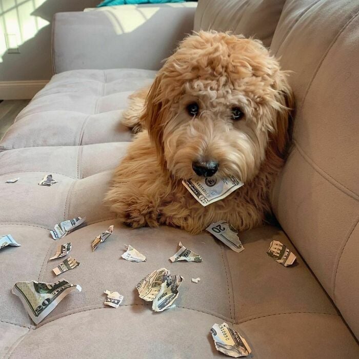 Illustration de l'article : 20 chiens et chats pris sur le fait de la plus grosse bêtise de leur vie