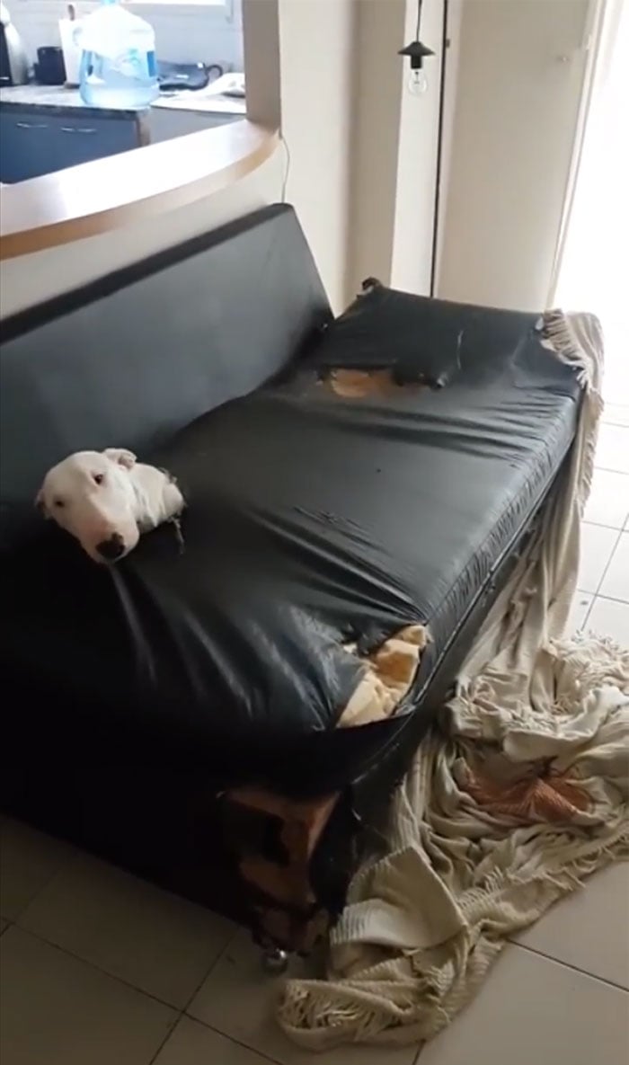 Illustration de l'article : 20 chiens et chats pris sur le fait de la plus grosse bêtise de leur vie