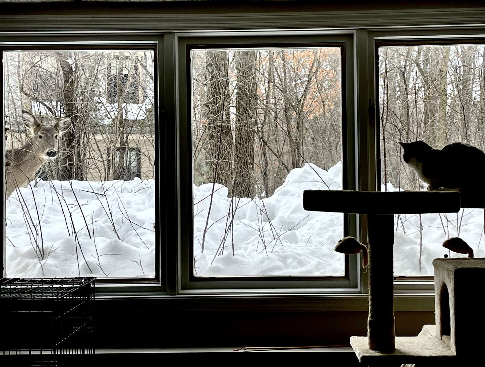 Illustration de l'article : Un chat orphelin noue une relation incroyable avec un cerf sauvage
