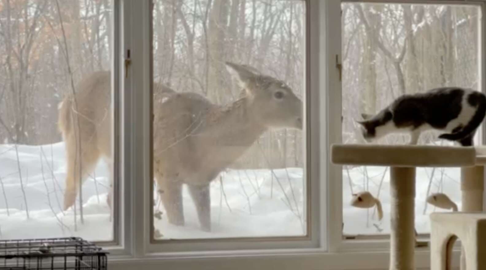 Illustration de l'article : Un chat orphelin noue une relation incroyable avec un cerf sauvage