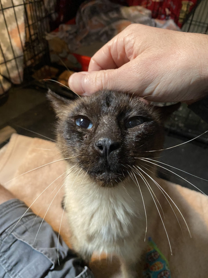 Illustration de l'article : Un chat siamois polydactyle et abandonné recherchait une maison pour offrir son amour gros comme ses pattes