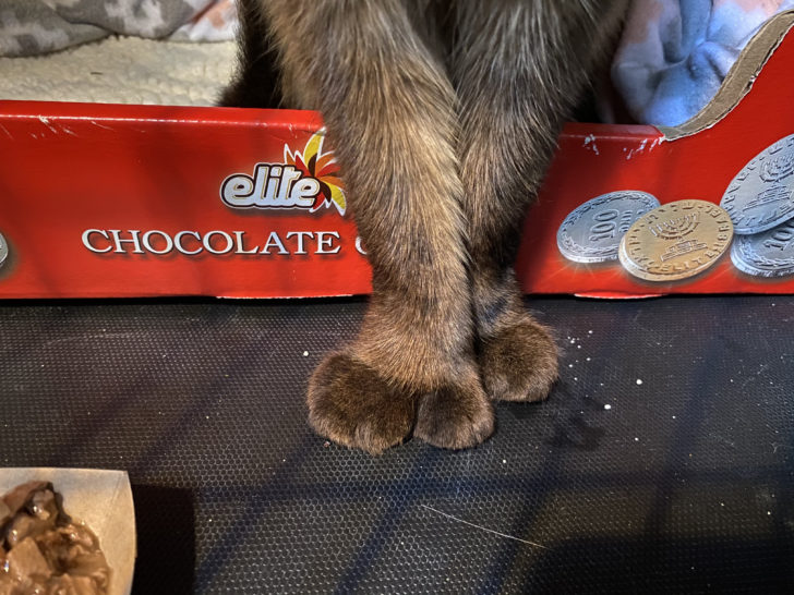 Illustration de l'article : Un chat siamois polydactyle et abandonné recherchait une maison pour offrir son amour gros comme ses pattes