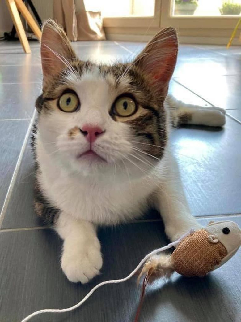 Percute Par Une Voiture Et Retrouve Grievement Blesse Dans Un Cimetiere Un Chat Recupere Par Une Association En Attente D Adoption Video Percute Par Une Voiture Et Retrouve Grievement Blesse Dans Un Cimetiere Un Chat Recupere Par Une Association En Attente D Adoption Video
