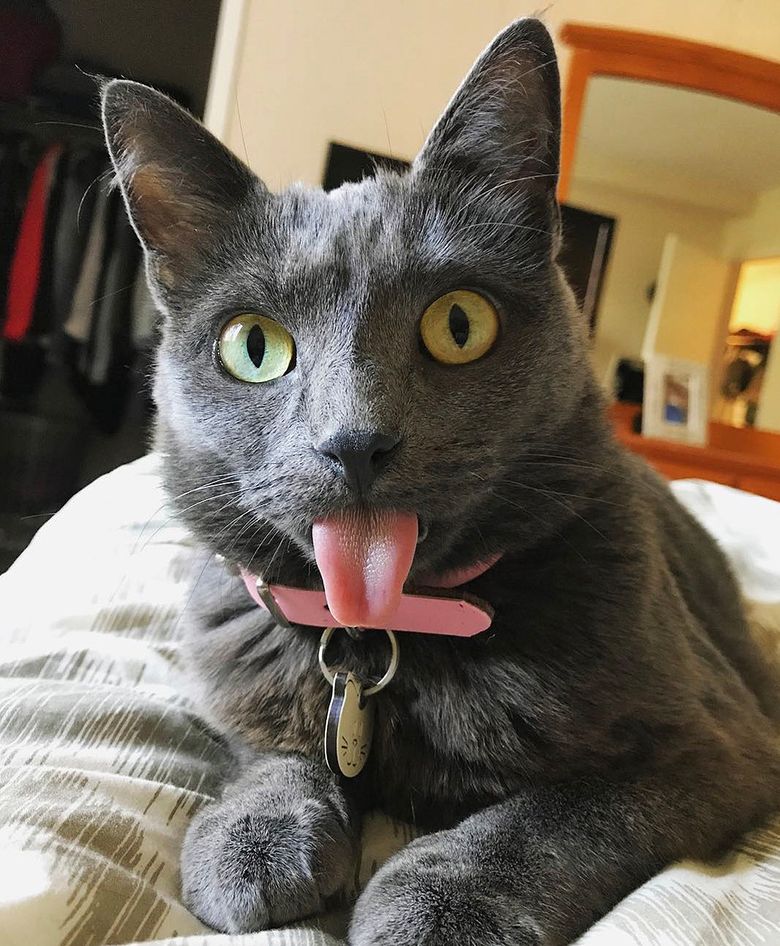 Langue chat tire la étire —