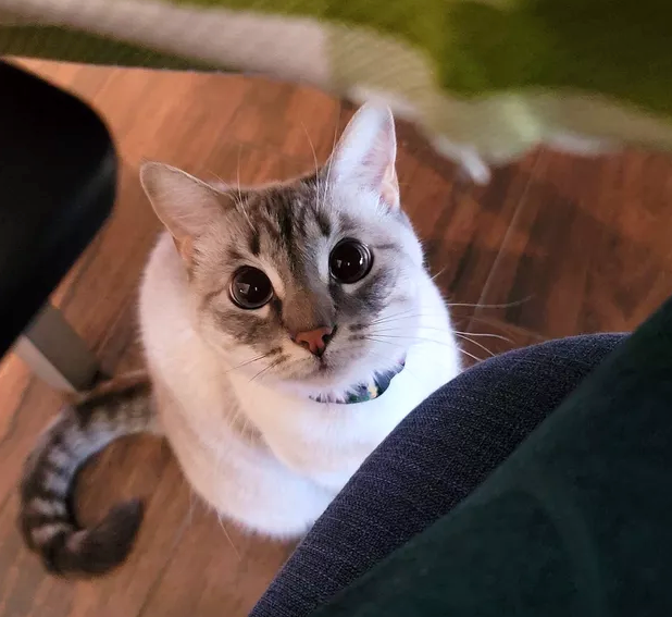 Illustration de l'article : 16 chats au regard fascinant