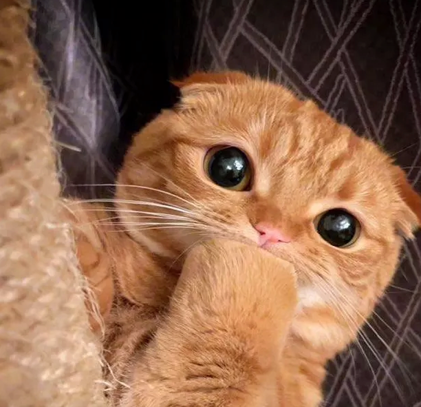 Illustration de l'article : 16 chats au regard fascinant