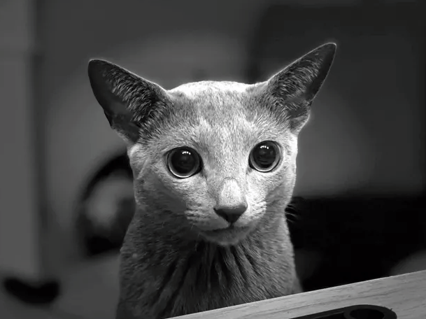 Illustration de l'article : 16 chats au regard fascinant