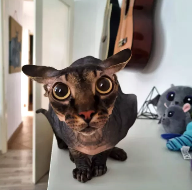 Illustration de l'article : 16 chats au regard fascinant