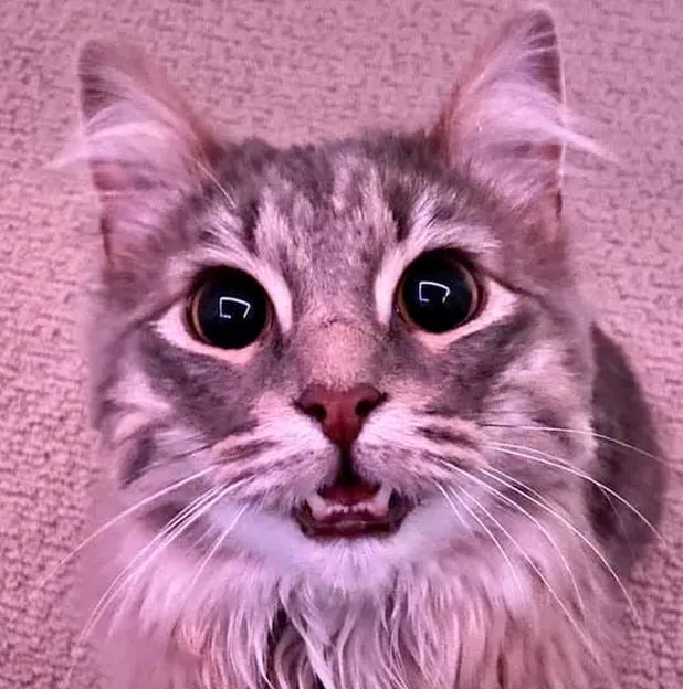 Illustration de l'article : 16 chats au regard fascinant