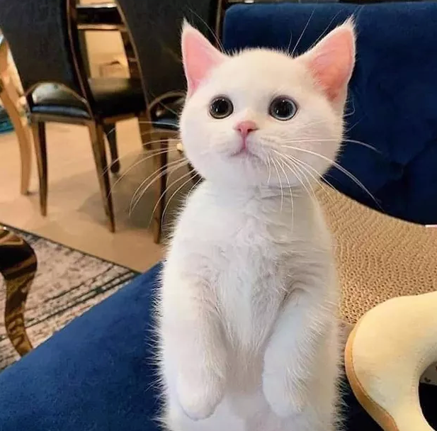 Illustration de l'article : 16 chats au regard fascinant