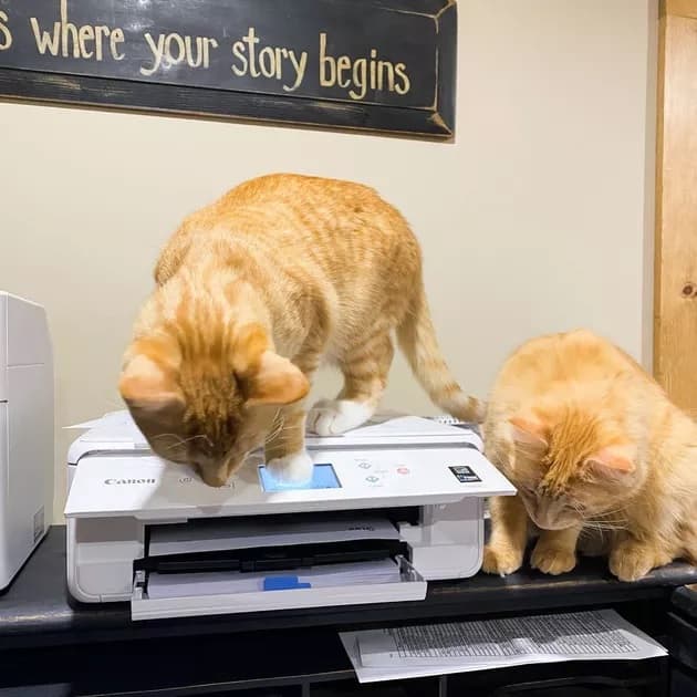 Illustration de l'article : 15 photos de chats intrigués par les imprimantes