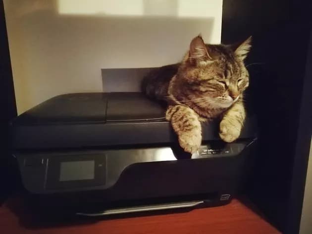 Illustration de l'article : 15 photos de chats intrigués par les imprimantes