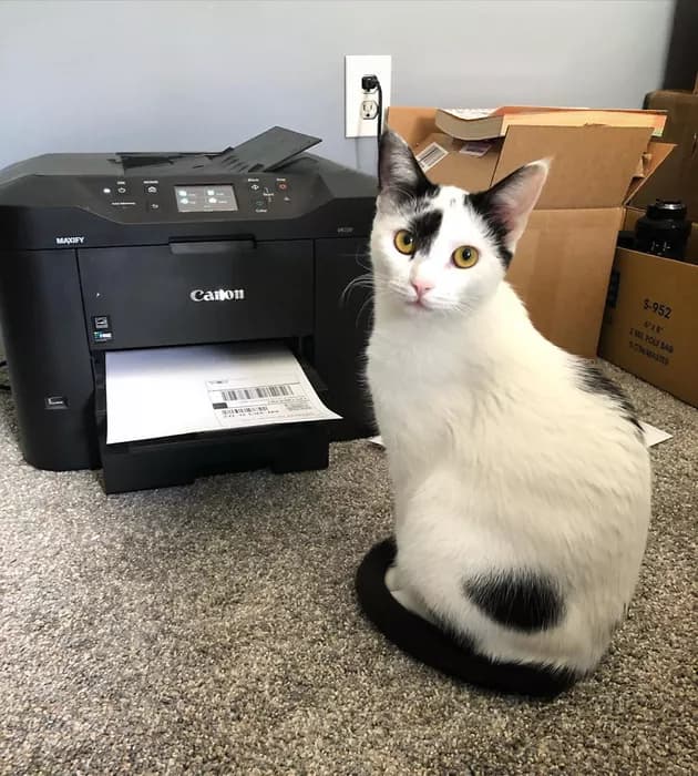 Illustration de l'article : 15 photos de chats intrigués par les imprimantes