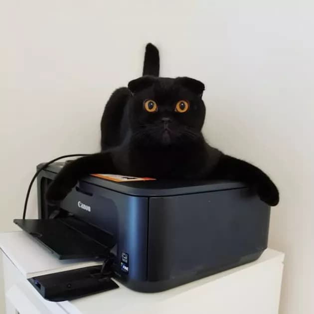 Illustration de l'article : 15 photos de chats intrigués par les imprimantes