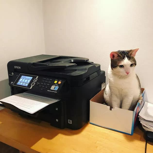 Illustration de l'article : 15 photos de chats intrigués par les imprimantes