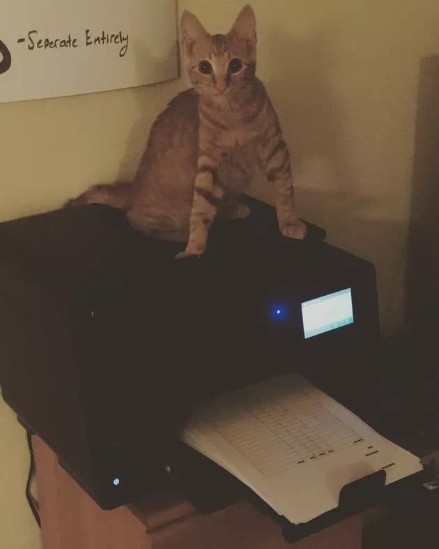 Illustration de l'article : 15 photos de chats intrigués par les imprimantes